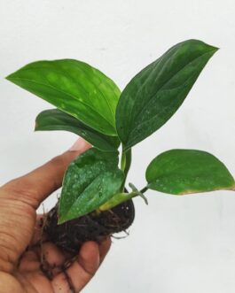 Monstera Pinnatipartita (small single plant pot)