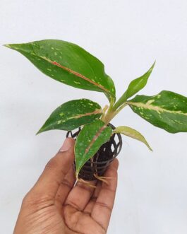Aglonema pink panther (small single plant pot)