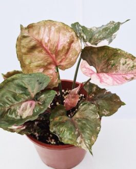 Syngonium Strawberry Ice (small single plant pot)