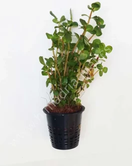 Rotala rotundifolia-green (large pot)