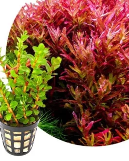 Rotala Blood Red SG (large pot)