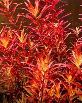 Rotala Blood Red SG (large pot)