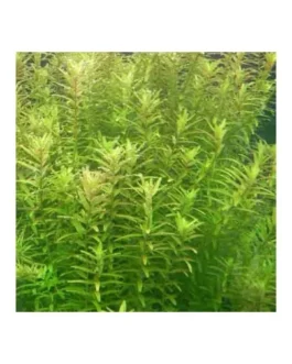 Rotala rotundifolia-green (6 stem cuttings)