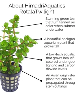 Rotala Rotundifolia “Twilight” (large pot)
