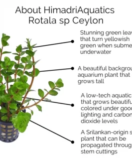 Rotala sp Ceylon (large pot)