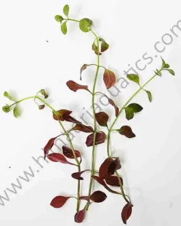 Hi red-Ludwigia palustris (6 stems)