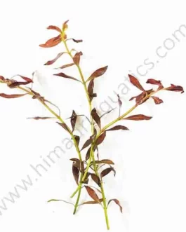Ludwigia arcuata “Dark red”/ Needle leaf ludwigia (6 stems)
