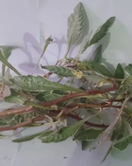 Ludwigia sp white(5 stems)