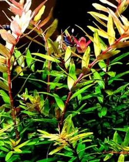 Rotala rotundifolia Shimoga/ Rotala Sp Shimoga (6 stems)