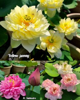 Yellow peony, Subhadra, Amery camelia lotus tuber (3) combo