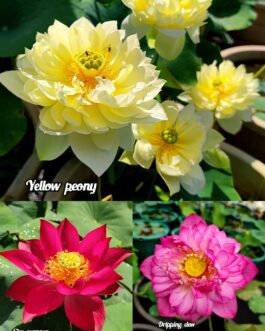 Yellow peony, Sky scanner , Dipping dew lotus tuber(3) combo