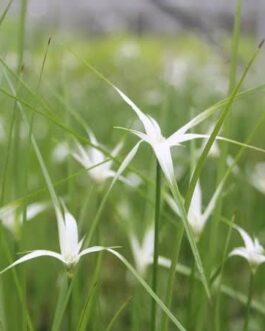 Star grass (plant clump)