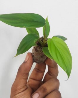 Philodendron SP Colombia (small sized)