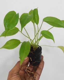 Philodendron Burle Marx (small plant pot)
