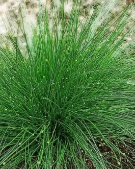 Optic grass plant/ low bulrush (bunch)