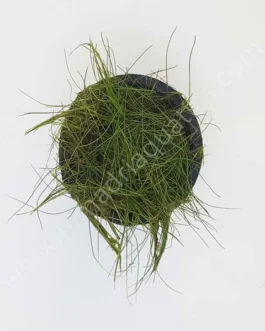 Dwarf Hairgrass/ Eleocharis parvula (1 pot)