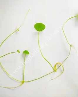 Hydrocotyle verticillata/ whorled pennywort (3 leaves with single nodes)