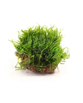 Taxiphyllum sp Flame/ Flame Moss (on rock)/ loose portion/ mesh