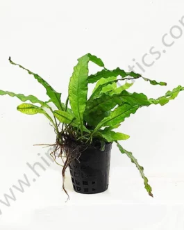 Microsorum pteropus/Wrinkled leaf/Java fern-wrinkled leaf (single plant)