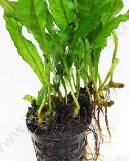 Microsorum pteropus/narrow leaf fern/Philippine fern (Large Pot)