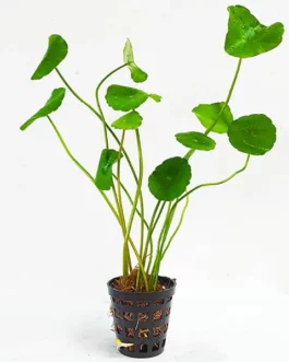 Hydrocotyle verticillata/ whorled pennywort (large pot)