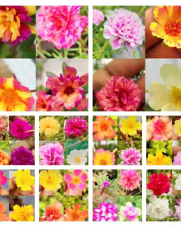 Portulaca/grandiflora/Table Rose-mixed colours (10 varieties)