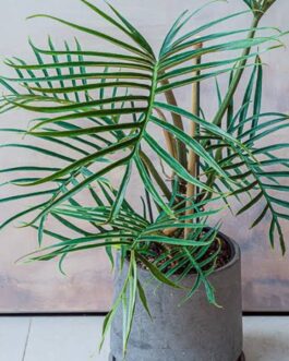 Philodendron Tortum (small single plant pot)