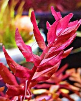 Rotala sp Yarabje (large pot)