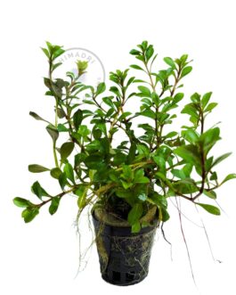 Ludwigia repens (large pot)