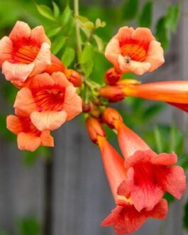 Trumpet vine (single plant)