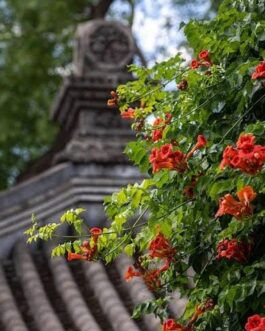 Trumpet vine (single plant)