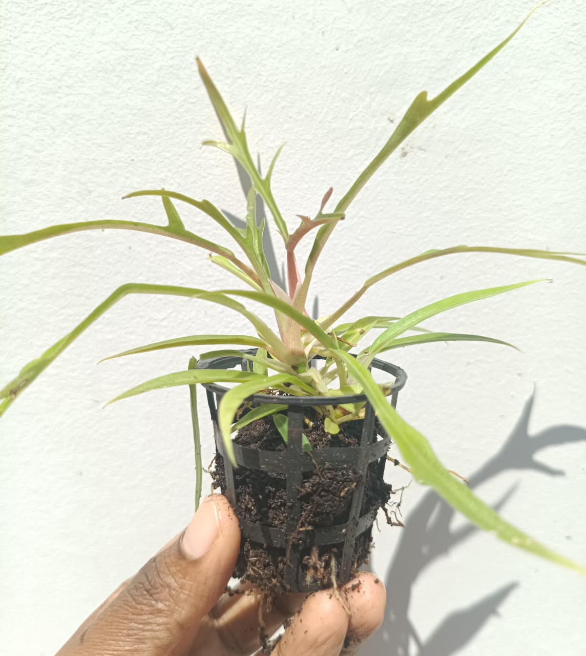 Philodendron Tortum (small sized plant) - Image 8