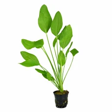 Echinodorus Argentinensis/ Dollar banana plant (single plant)