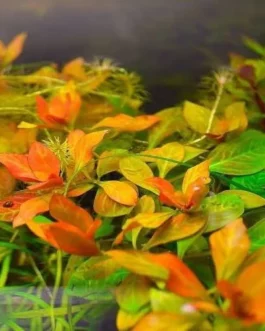 Ludwigia Atlantis Dark Orange/ Ludwigia Orange ( 6 stems)