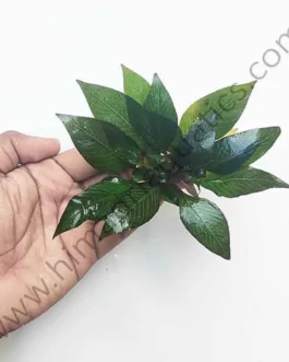 Hygrophila Corymbosa ‘Compacta’/ Hygrophila ‘Compact’ (1 stem)