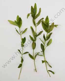 Hygrophila polysperma Green (3 stems)