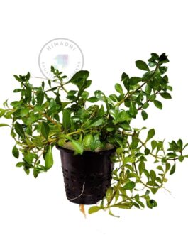 Ludwigia Arcuata/ Needle leaf ludwigia (Large pot)