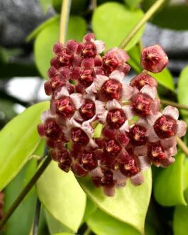 Hoya halophila (jiffy sized)