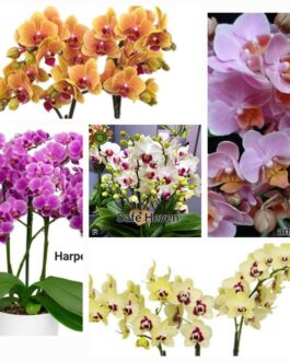 Phalaenopsis orchid combo 10 ( 5 plants)