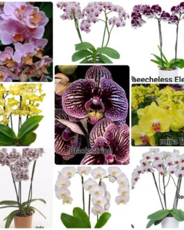 Phalaenopsis orchid combo 13 ( 9 plants)