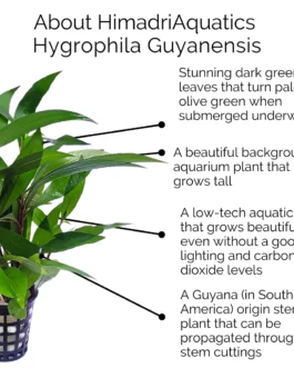 Hygrophila guianensis (large pot)