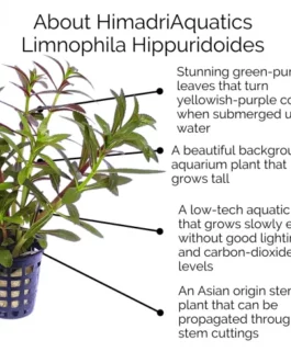 Limnophila Hippuridoides/ Limnophila aromatica (large pot)