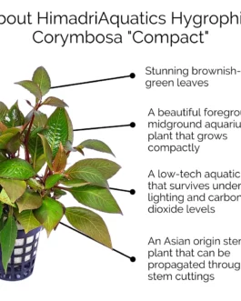 Hygrophila Corymbosa ‘Compacta’/ Hygrophila ‘Compact’ (large pot)