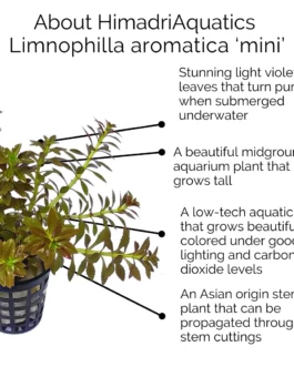 Limnophila Aromatica Mini (large pot)