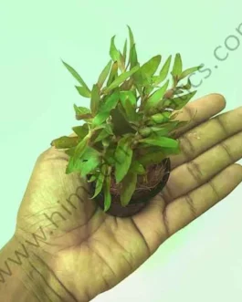 Alternanthera reineckii ‘mini’ (Large pot)
