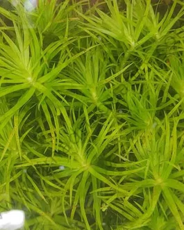Syngonanthus sp. ‘Lago Grande’/ Tonina uaupes (6 stem cuttings)