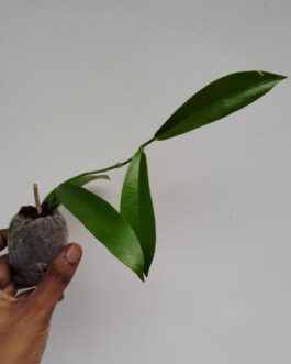 Hoya white dragon (single plant)