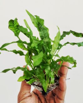 Microsorum pteropus/narrow leaf fern/Philippine fern (clump on steel mesh)