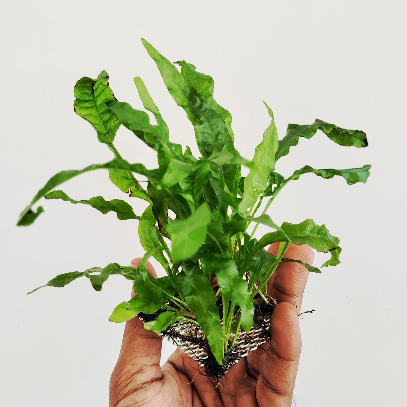 thumbnail image 2 of Narrow-leaved Java Fern - Microsorum Pteropus 'Narrow' - Tropica Pot | EN 2 of 13