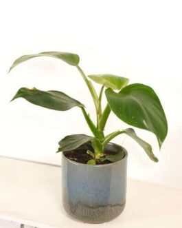 Philodendron Green Wizard- minor varigated(small plant pot)